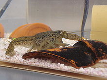 self cloning crayfish