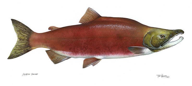 Sockeye