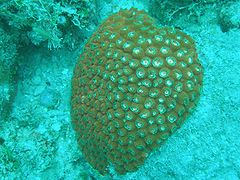 Great star coral (Montastraea cavernosa)
