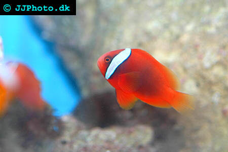 Amphiprion frenatus - Tomato clownfish picture