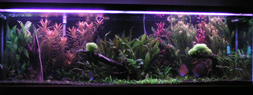 Planted aquarium
