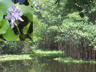 water hyacinths