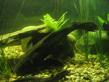 adult common pleco