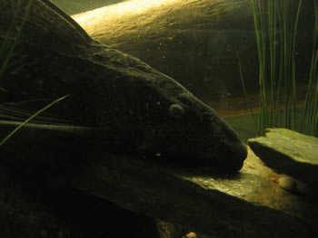 common pleco