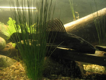 Common Pleco