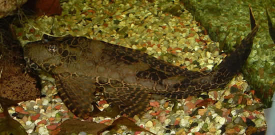Leopard sailfin pleco
