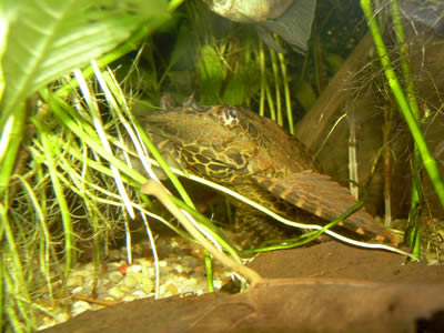 sailfin pleco