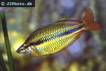 Banded Rainbowfish