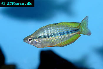 Lake Tebera Rainbowfis