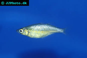 Lake Wanam Rainbowfish