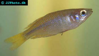 Murray River Rainbowfish