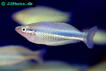 Northern Rainbowfish 