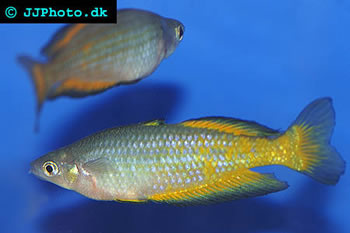 Parkinson's Rainbowfish