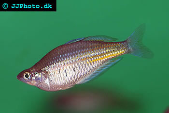 Ramu Rainbowfish