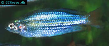 Western Rainbowfish