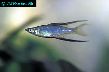 Iriatherina werneri