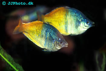Melanotaenia boesemani