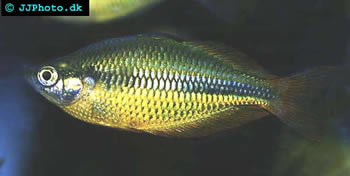 Melanotaenia herbertaxelrodi