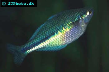 Melanotaenia lacustris