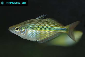 melanotaenia trifasciata