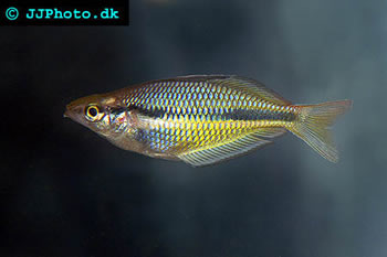 Melanotaenia trifasciata