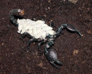 baby emperor scorpion