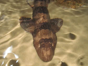 Whitespotted bambooshark