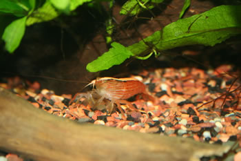 Bamboo Shrimp