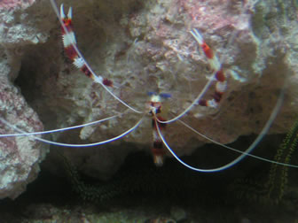 banded coral shrimp
