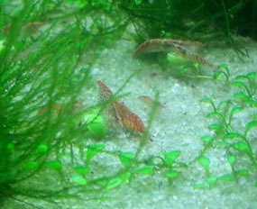 Taiwan Shrimp
