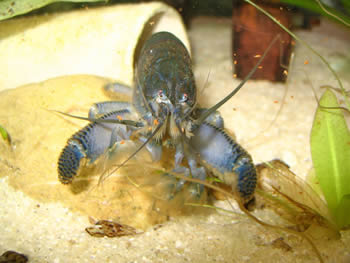 Vampire shrimp