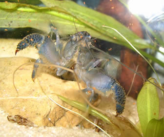 Vampire shrimp