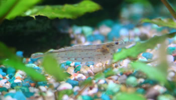 Yamato Shrimp