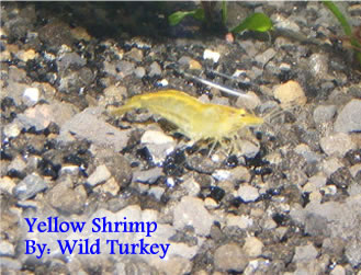 Yellow shrimp