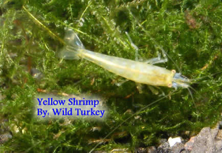 Yellow shrimp