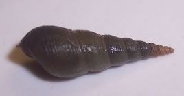 Malaysian Trumpet Snail