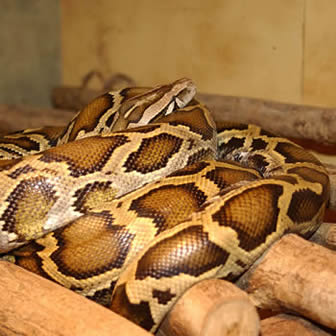 Burmese Python
