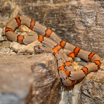 king snake