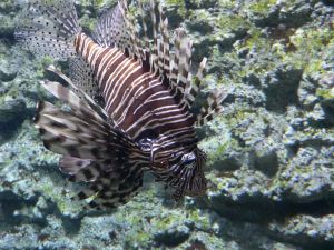saltwater aquarium fish