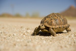 tortois
