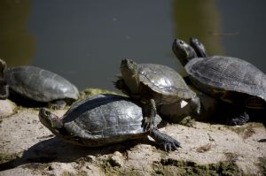 turtles